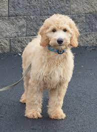 Mini goldendoodles and petite goldendoodles are hypoallergenic mini goldendoodles make wonderful pets. Goldendoodle Association Of North America All About Goldendoodle Colors And Coats