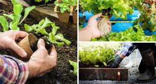 How To Amend Soil For Growing Lettuce