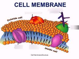 structure of the cell membrane diagram