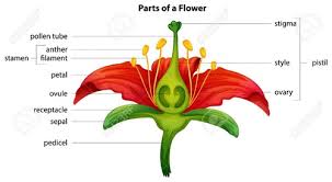 flower parts diagram quizlet
