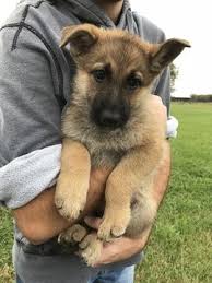 The millions of so called german shepherd breeders who have live puppies for sale — they just produce puppies and hope somebody comes along to buy them. German Shepherd Dog Puppy For Sale In Alvaton Ky Adn 49819 On Puppyfinder Com Gender Male Age 7 Weeks Old Shepherd Dog German Shepherd Dogs And Puppies