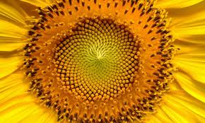 CINCO COSAS QUE PROBABLEMENTE NO SEPAS DE LOS GIRASOLES. Y UNA QUE SÍ. -  Conocer la Agricultura y la Ganadería