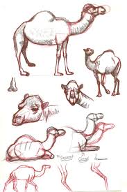 Learn how to draw a camel in less than 3 minutes! Pin On Camels