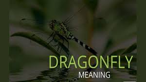 the meaning of dragonfly hindustan times