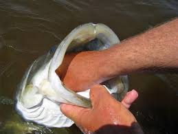 catching trophy snook