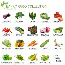 seeds for planting vegetables bahay
