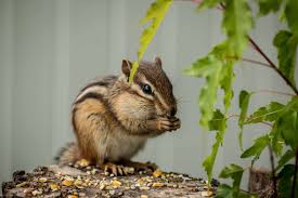 how to keep chipmunks out of your garden