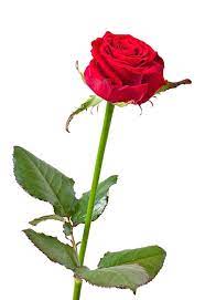 single red rose flower images free