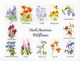 Summer at mount rainier national park, washingto. North American Wildflowers Poster Ii By Sharon Freeman Wildflower Drawing Wildflower Tattoo Flower Art