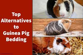 guinea pig bedding 9 alternatives