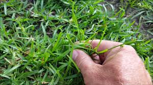 Weed Identification Learn Many Common Weeds In Your Lawn