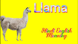 llama meaning in hindi ल म ko