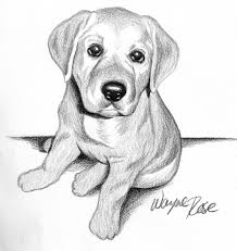 Pencil sketch of cute puppy drawing by purushotama anil kumar. Lab Puppy Illustration Animal Drawings Puppy Sketch Animal Sketches