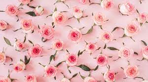 baby pink rose flowers wall