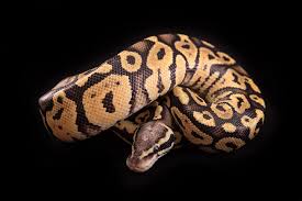 vanilla ball python morph facts