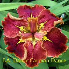 Shoutout to dance garden's @dancegardenla superwomen owners. Louisiana Iris Dance Carmen Dance Decadent Daylilies Australia