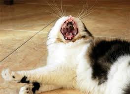 A cat's gums are made up of soft, vulnerable tissue. Cat Has Black Gums Poc
