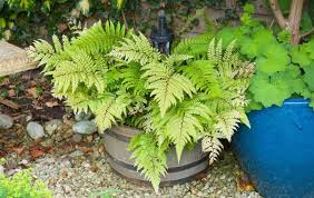 How To Care For Ferns Outdoors Slick