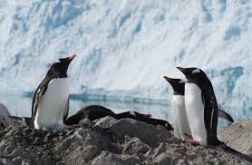 What is the Life Span of a Gentoo Penguin?