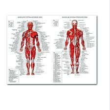 Details About Muscle System Poster Acupoint Anatomy Chart Human Body Educational Home Hangings