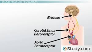 Regulation Of Blood Pressure Short Term Regulation Baroreceptors