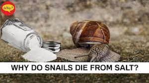 snails from salt snail facts