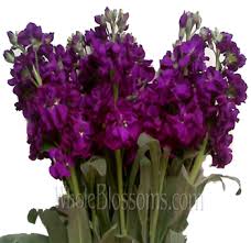 Stock flowers, also known as gillyflowers and/or virginia stock, are known for their beautiful colorful sprays of blossoms on long stems. Purple Stock Stock Flower Wedding Flowers Flowers Near Me Bulk Flowers