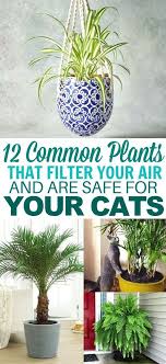 12 Common Houseplants Safe For Cats