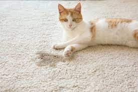home remes for cat urine smell deals