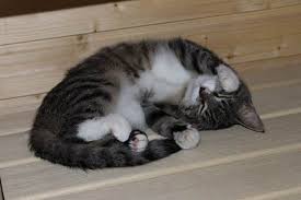 Well, you can certainly snore while you dream, but dreaming has nothing to do with it. Is It Normal For Cats To Snore Cat Overdose