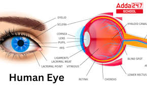 human eye diagram structure and