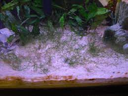my attempt at a java moss carpet