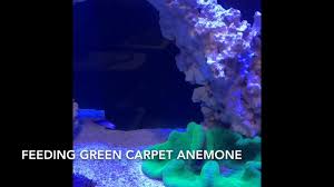 feeding our green carpet anemone you