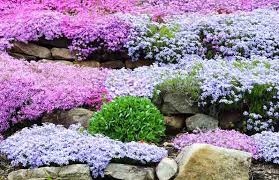 They can help deter weeds and are even used as a grass alternative at times. Phlox Subulata Creeping Phlox