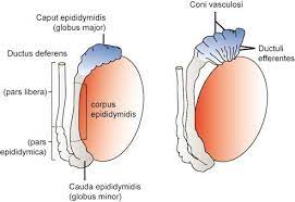 endocrinology of the male reive