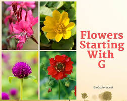 flower names begin with g