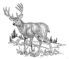 Supercoloring.com is a super fun for all ages: Deer Coloring Pages Description Deer 2 Psf Png Printable Coloring4free Coloring4free Com