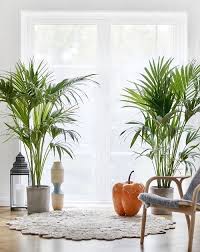 6 Potent Indoor Palm Benefits Proven In