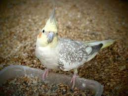 Caturras: uma ave ideal para principiantes • Tiendanimal Blog