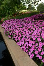 Unlike classic impatiens plants, which are shade lovers, new guinea impatiens flowers tolerate up to half a day of sun in most parts of the country. New Guinea Impatiens A Colorful Option For Shade And Part Shade Gardens Hgtv