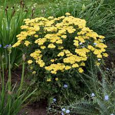 We offer zone 5 perennials that thrive in full sun or shade. Photo Essay Extremely Cold Hardy Perennials Perennial Resource