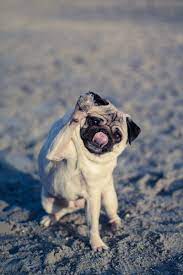 hd funny pug wallpapers peakpx