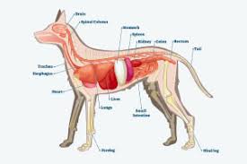 dog breeds and basic anatomy