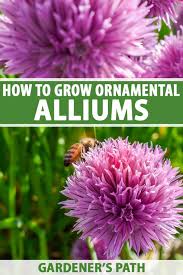 Allium giganteum lives up to its name! How To Grow And Care For Ornamental Alliums Gardener S Path