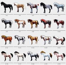 Bdo Wild Horse Tiers With Appearance