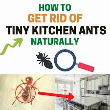 get rid of tiny ants in the kitchen