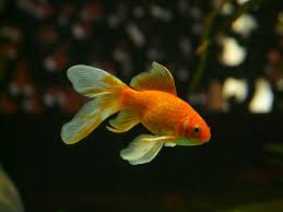 15 Awesome Types Of Goldfish With Pictures Goldfish