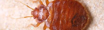 how to get rid of bed bugs pests in