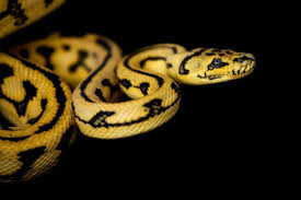 snake breeding archives reptiles magazine
