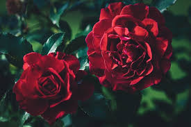 Two Dark Red Roses In The Evening Garden